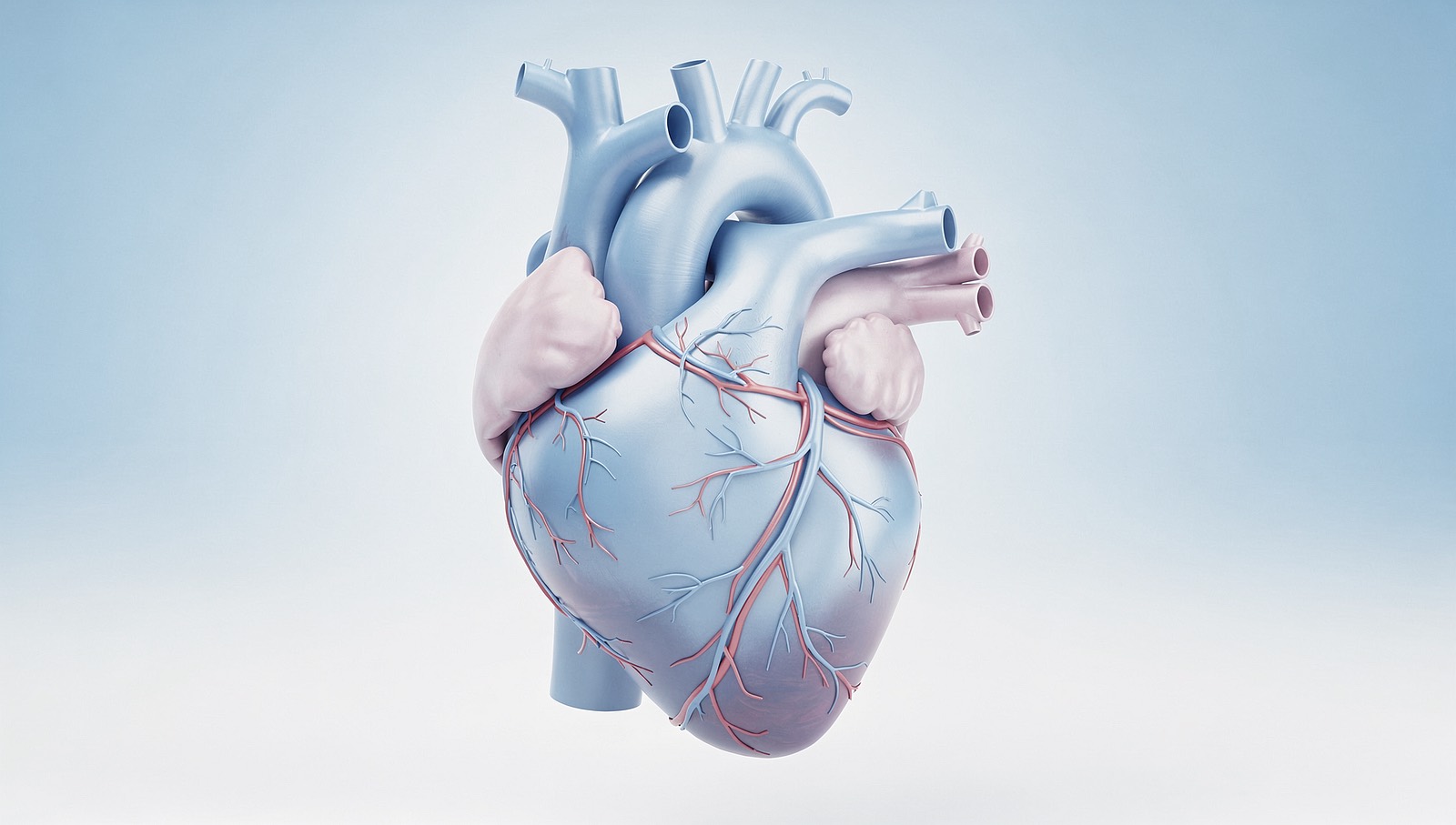 Coronary Artery Disease (illustrative image)
